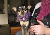send you a hand made scarf for your dog small2