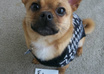 take a picture of my Pughuahua in a sweater, with your message small2