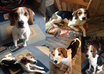 take a nice picture of my CUTE Beagle Dog Buddy with a hand drawn Image or message small2