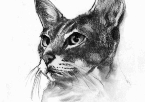 make a cute portrait of your pet big2