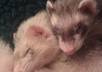 send you a video greeting with my ferrets painting I Love You and your choice of music small2
