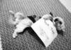 take an Awesome Retro picture of my Terrier holding a Fan Sign with your message small2