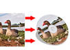turn A Picture Into A CD Image Graphic small2