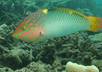 send you my personal UNDERWATER world photography small2