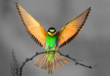 take your 5 photos and dramatically enhance one color to make them pop so you can give them out as cool gifts big2