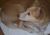 have my lovely dog  hold your message small2
