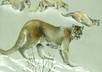 send you a jpg of my Animal Art small2