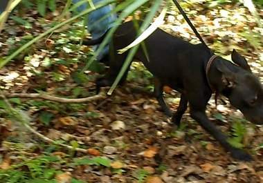 have my tracking dog find your message on HD Video big2