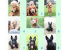give you 3 collectible dog valentine cards, i can write your own personal message, unique photos, 18 models, im a photographer small2