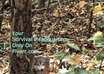 write a 500 word article with tips and advice On How to prepare for and Survive Natural Disasters Or how to Survive alone in The Woods small2
