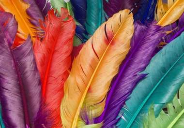 send you an awesome high resolution pack of bird feathers and includes colorful feathers from various beautiful birds from around the planet big2
