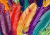 send you an awesome high resolution pack of bird feathers and includes colorful feathers from various beautiful birds from around the planet small2