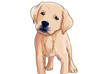 draw adorable comic/cartoon style potraits of your pet small2