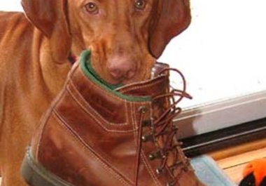 help you solve your Vizsla obedience training problems big3