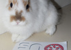 take pictures of my sweet bunnies with your message, logo or picture only small3
