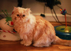 take a photo of my male persian cat with your message small3