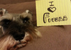take picture of my pet schnauzers with your message small3