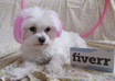 let my Pink Maltese Dog jump through a Pink hoop with your personalized message small3