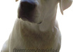 remove background of your 3 pet photos in less than 24 hours small3