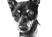 make a cute portrait of your pet small3