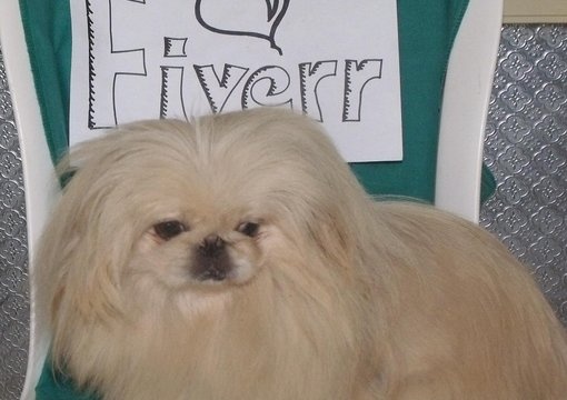 take 3 pictures of my grey persian cat OR my white pekingese dog with your sign to promote your business or website big3