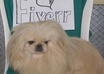 take 3 pictures of my grey persian cat OR my white pekingese dog with your sign to promote your business or website small3
