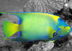do selective colorization to 5 photos small3