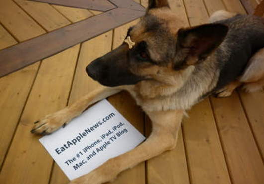 take incredible pictures of my dog holding your message, website, logo, fan sign or whatever you like big3