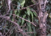 make your friends believe you got lost in the rain forest small3