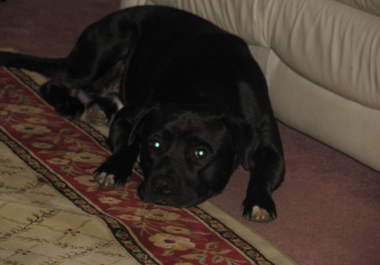 give you advice and tips on you how to train a dog and do tricks big3
