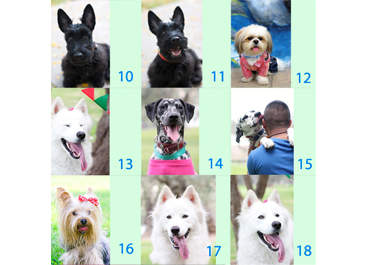 give you 3 collectible dog valentine cards, i can write your own personal message, unique photos, 18 models, im a photographer big3
