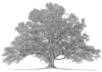 start your family tree for you small3