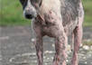 feed 5 stray dogs in India and give them love and happiness small3