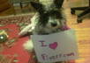 let my dog Biscuit hold a sign with your message on it small3