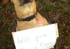 take a professional photo of my dog/model holding a sign with your message for you small3