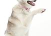 answer ALL your dog questions, including training, care, nutrition, products and general advice small3