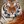 tigerfive
