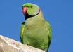 send a funny promotional video of my ringed PARROT playing with your name or website