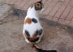 offer a two and a half Dollar meal to a street cat in Morocco