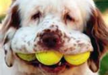 e-mail your child an e-scrapbook of my dogs or your dogs big1