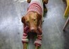 help you solve your Vizsla obedience training problems small1