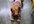 help you solve your Vizsla obedience training problems