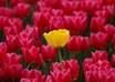 send you a personalized handwritten postcard from Holland small1