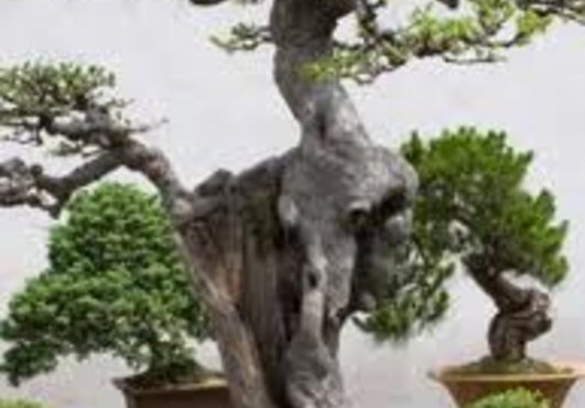 ***SEXY BONSAI*** its one of my hobby is growing bonsai instead of making money from home, it giving me personal relaxation while doing this every day as my daily activity. I learn this secret and it really made it!
***Order this gig and get one of my downloadable gigs for FREE***