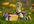 send you Easter Bunny Images with your message
