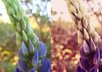 give your photograph a gorgeous colour treatment