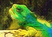 Okanimal-photography-iguana
