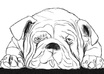 draw you a line art portrait of your beloved pet