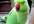send you video in which parrot will give you any message