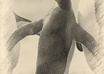 caRTOONIZE, Inkify, Oilpaint, Waterpaint, Sketch or Underpaint your picture